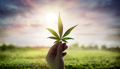 marijuana plant products