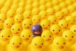 large group of yellow rubber ducks with one purple - acquired distinctiveness concept